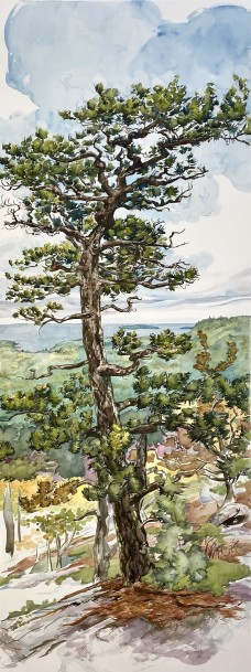 /userimg/Lrx8R/South Dorr Tree (1).jpg